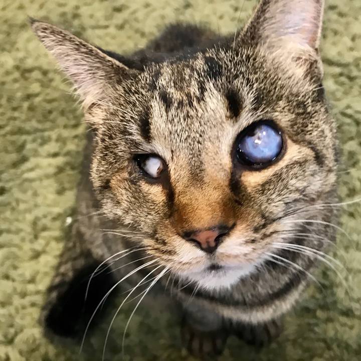 A0bc4ed4 78b7 4798 ab5f 3a5170bc0477 1583913887187