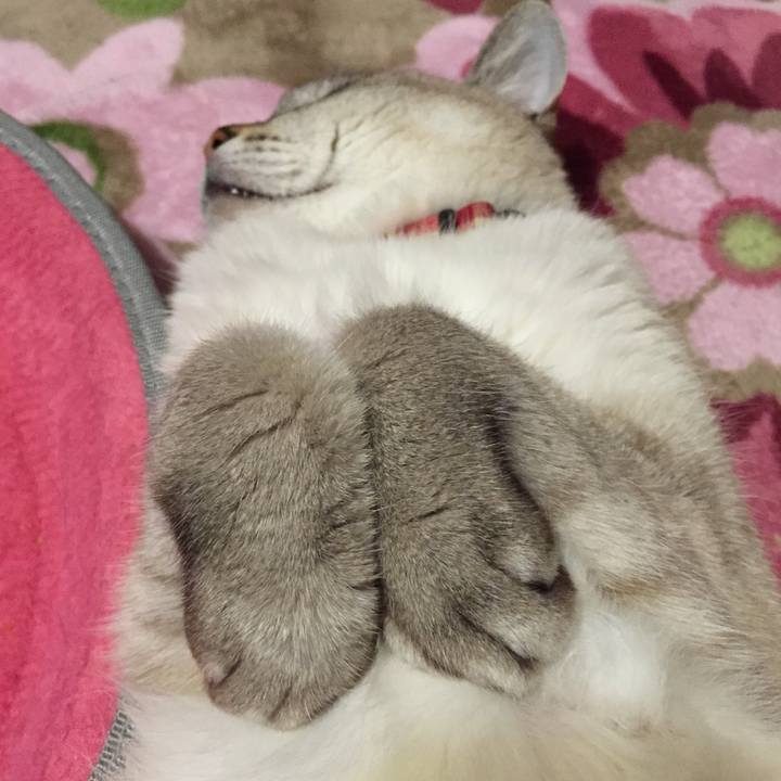 A0bd0b2b d04f 440d b2db cc15205a3146 1541595330631