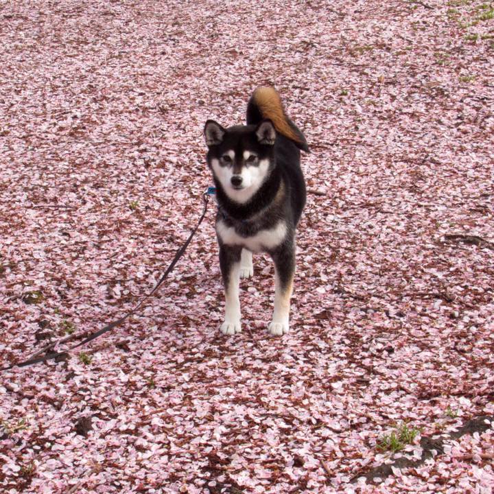 A0bf1f5a ca2d 4ea7 852f 98c327a107f3 1587258977591