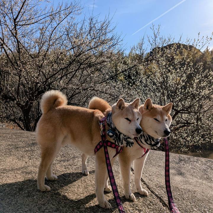 A0bf3345 bcee 4fd2 83a9 6ac71c212b77 1770351516360