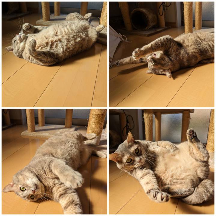 A0bf70c8 7330 4c4d b867 3de3bc1440f6 1700538689759