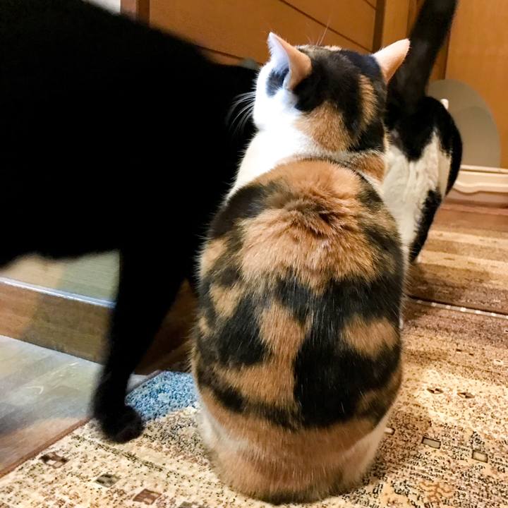 A0c0abf3 ef1e 4919 9e23 369064575417 1518659649725