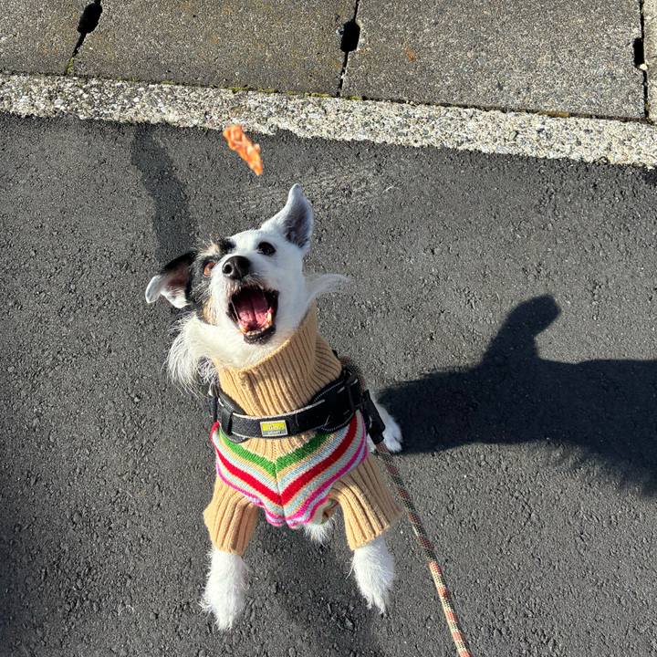 A0c1769f 17e0 419a bf1c f4ed31590d1a 1772151008913