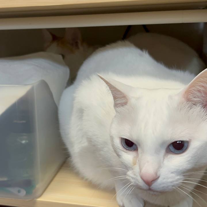 A0c40377 8bb7 456a 98fc 76e62488b1bf 1678618912936