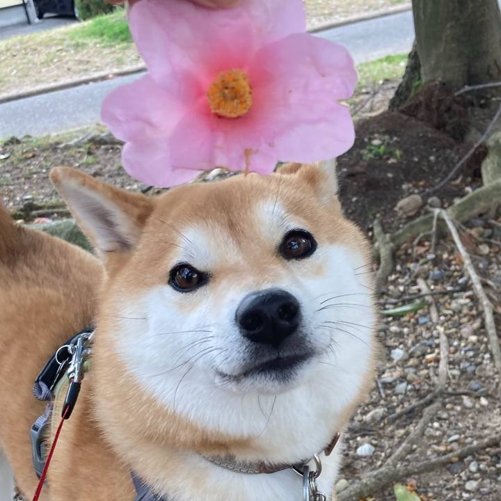 A0c6eebe e79c 43ed abab a3654a38d8ef 1679367096871