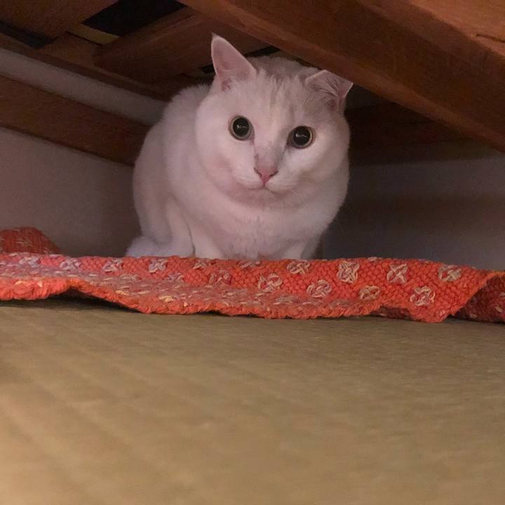 A0ca4808 bb6d 485f bf4f c8d5cc90698c 1599217359406