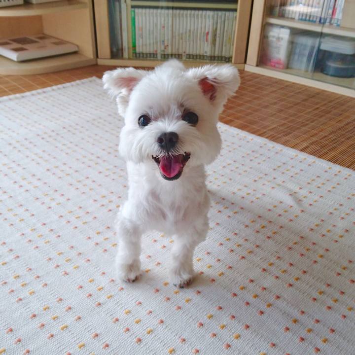 A0cbdf12 6dd8 4b96 99c3 98b94654d418 1557396047168