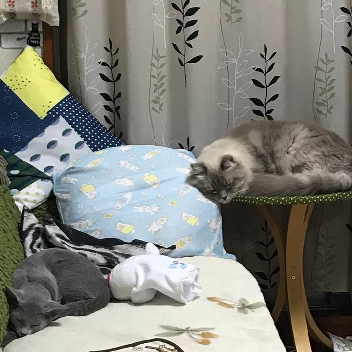 A0cff55d 5625 455a 8d70 e2d327cba8dc 1508916764268