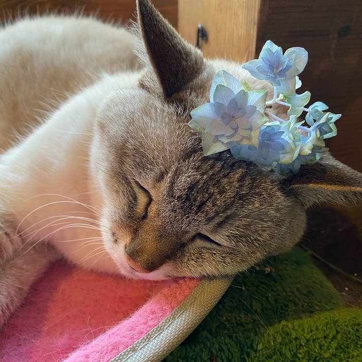 A0cff6c9 b25e 4227 b5be a2560abf7394 1591091411285