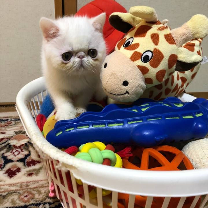 A0d19807 def7 4588 90e7 a8e9886f86f3 1543925528127