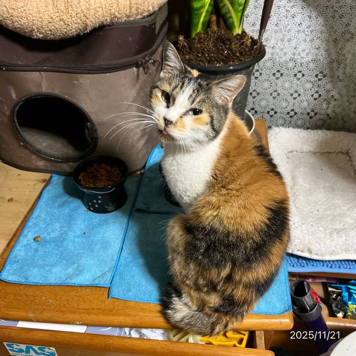 A0d3871a a13e 4023 9b5f cefebbd9cc28 1763675739212