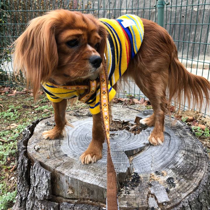 A0d43d14 b1b0 4c48 9e10 42575288d80a 1544939993972