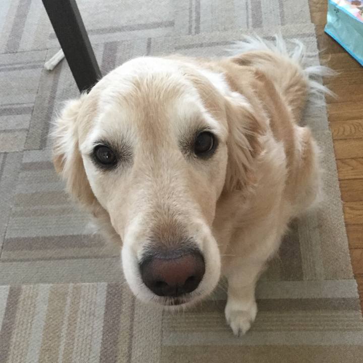 A0d8577f 1833 4060 9568 7dcd90add26d 1526593012504