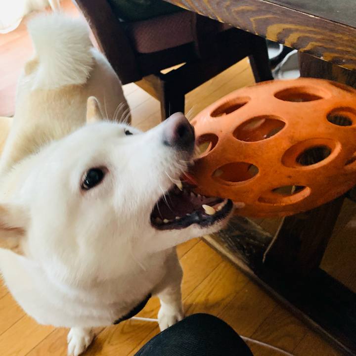 A0e0f436 a8d4 41fb a9af 6525a0853808 1608077980629