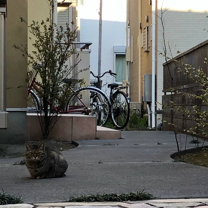 A0e161d7 1199 4ba5 980e e2855135ef41 1554389707438