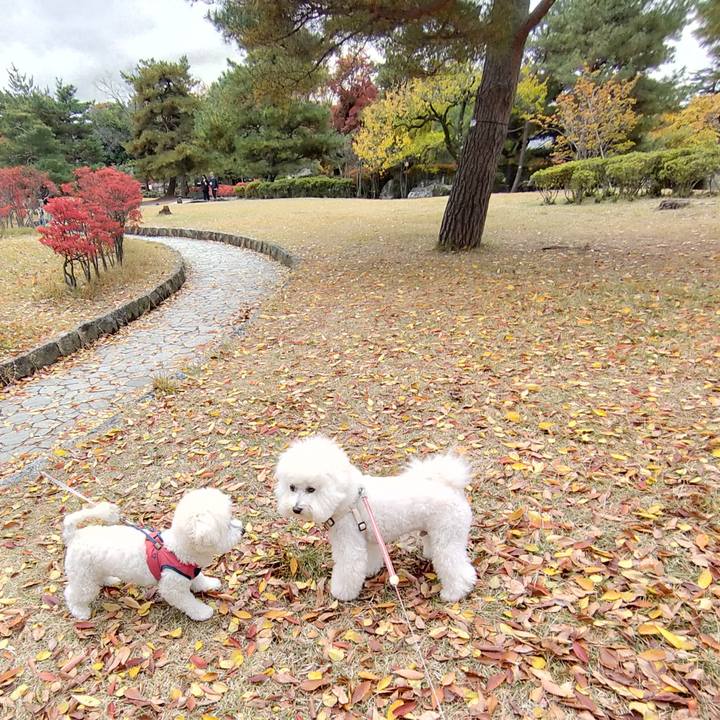 A0e1c60b bea3 4bb0 b98f 2bb5445817e0 1762865203468