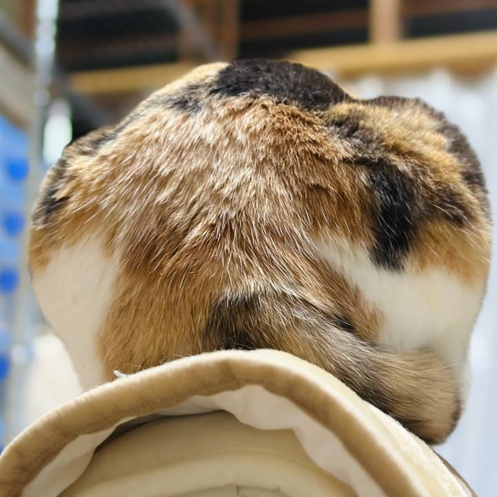 A0e2d933 e1fc 4c95 b1ea 92f49705ef60 1670206062456