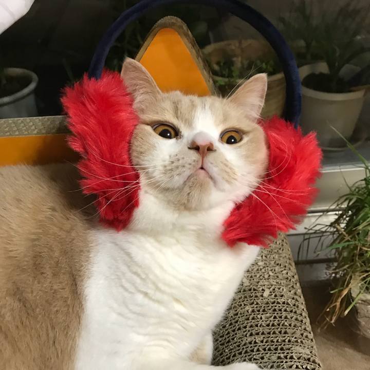 A0e32fb1 7703 4fa0 a858 ed9e7a2ddc4f 1510822647869