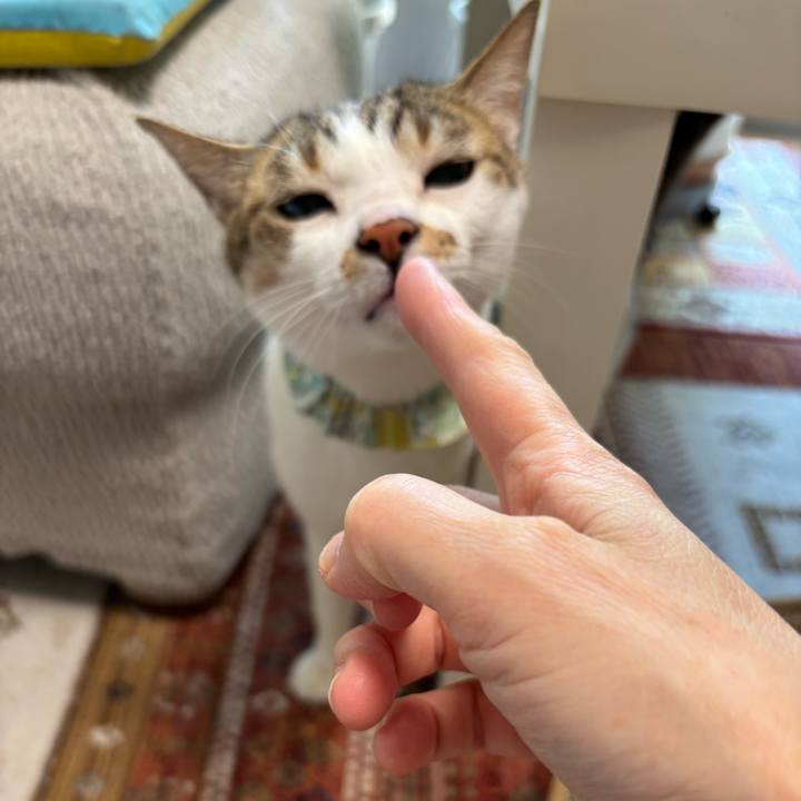 A0e7b4da eae2 4a53 b1b5 14f13728b07d 1774342215249