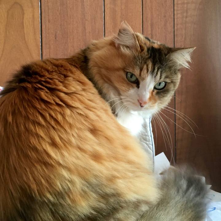 A0e818a5 2f40 4e5e aac5 1bc3c1e6f73f 1585820750235