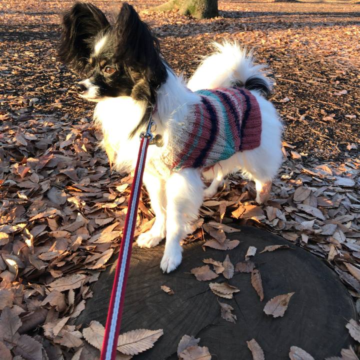 A0e8e73e 4f32 48a9 b410 3383ae9e3727 1514263882390