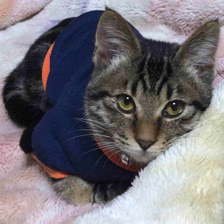 A0ecfc83 b485 4a48 80d8 83a6e8ad3987 1730712664847