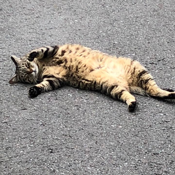 A0ef5f95 5d6b 4039 afa0 d51ecf836d12 1529567991488