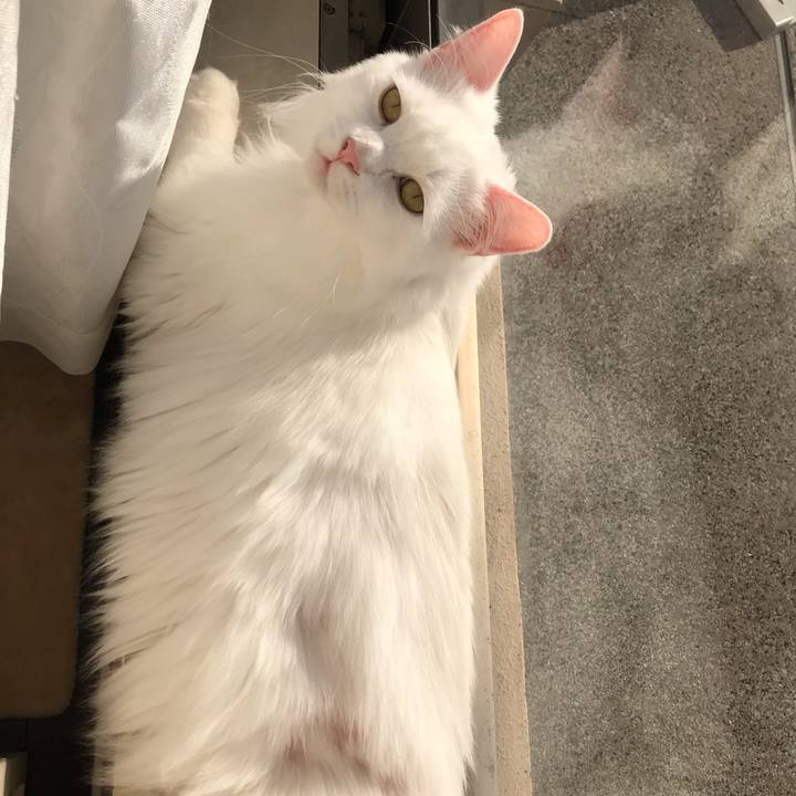 A0f0b4dc ceec 4d6b 88a5 11ce90e4a5b3 1556874513362