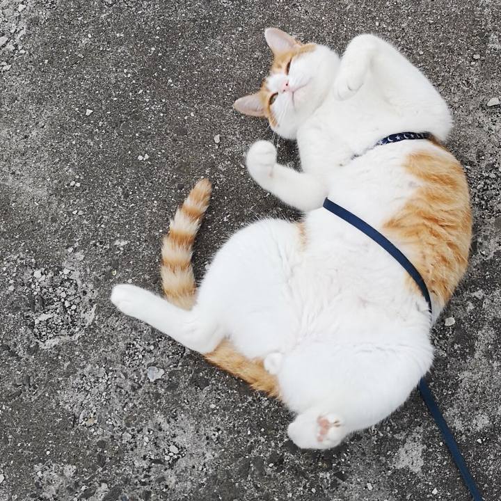 A0f1020a 3130 4274 bd11 5afaabf5ad7e 1531636314569