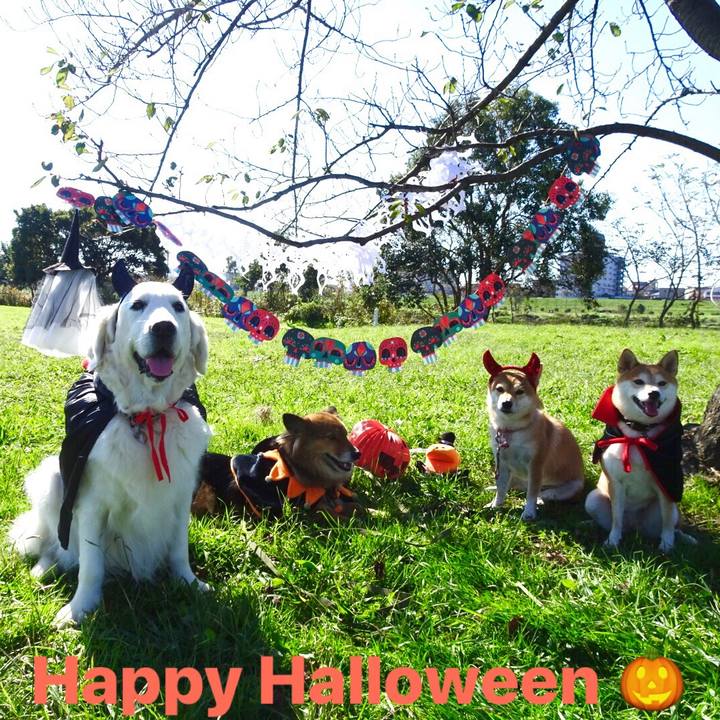 A0f47033 05d3 44ff a9aa efabca0a94ae 1540935828784