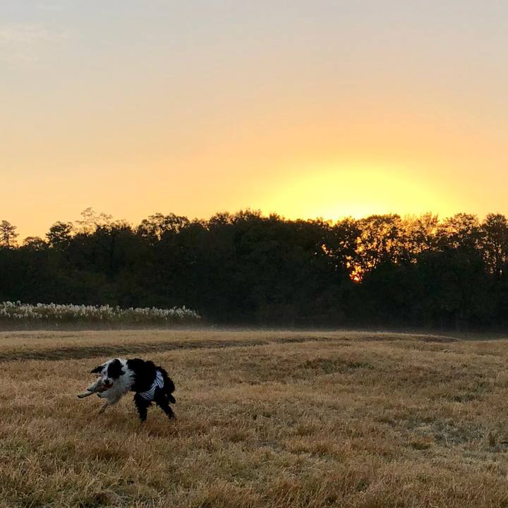 A0f5dfcc 8922 48f6 841b 87921e1b4bf9 1543359928009