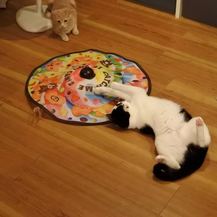 A0f6f358 0645 4cce 8ca7 ce8bb061f1d9 1553091350333