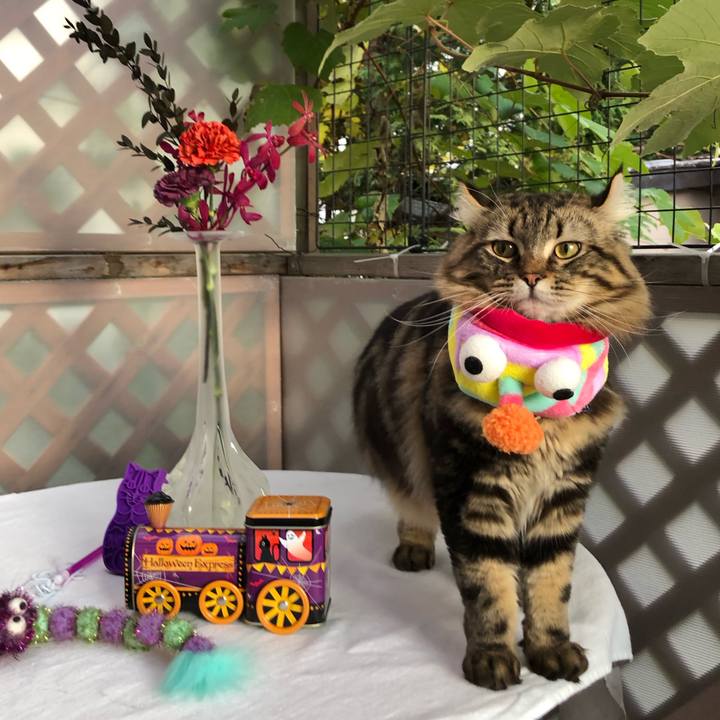 A0f7115a 1cd1 4f14 af00 446a86a0b47a 1572500560544