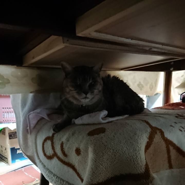 A0f8ff12 0967 4f4c b7ca d3a64784b42f 1574891385328