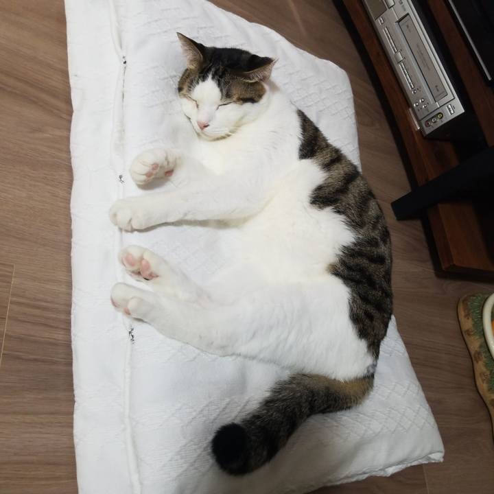 A0f98f49 b646 43e8 b4a6 16e24227c125 1577132867804