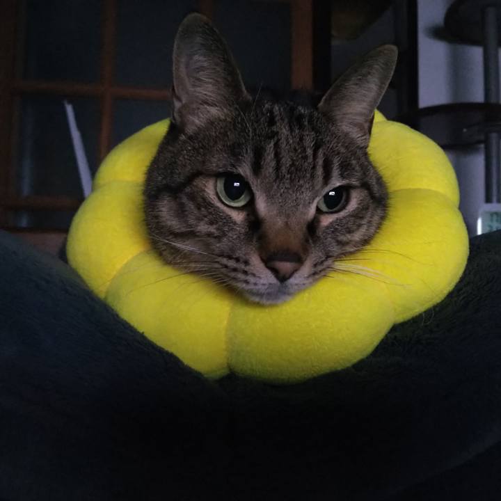 A0fc4ff7 2d1d 4dbd b1e3 0f929b9bebf3 1732814802965