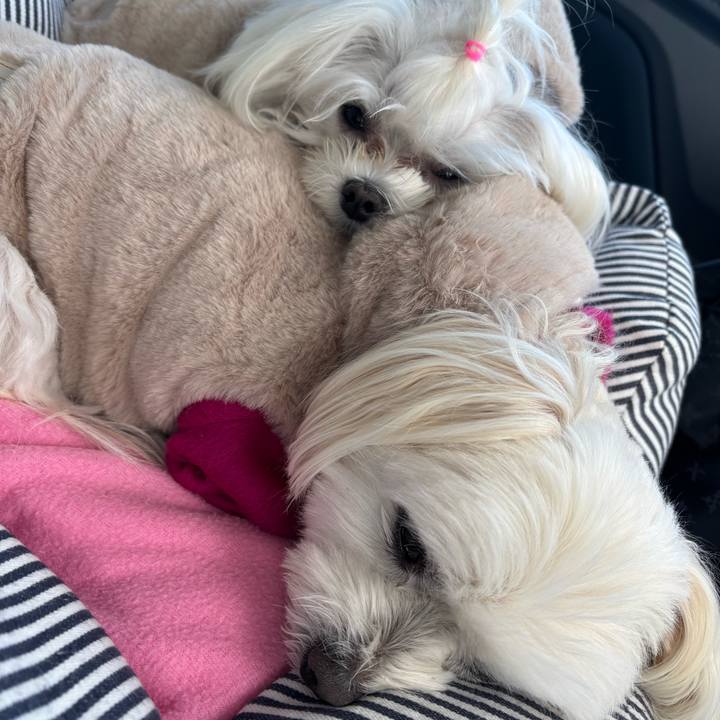 A0fd0078 a6b8 48a4 a9bb 726d34ed8518 1735295799150