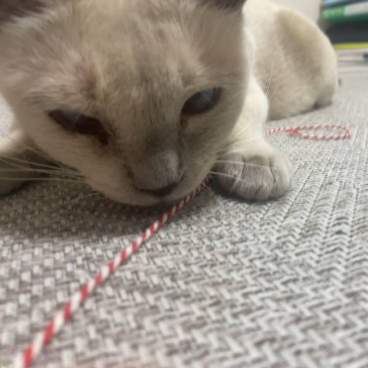 A0fdcf11 542d 4188 87a2 14f0e25262a8 1736045535286