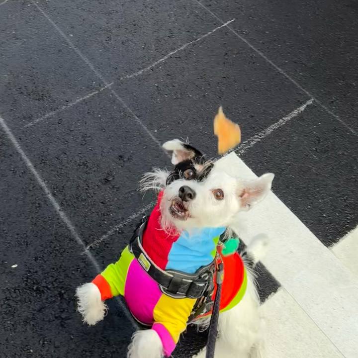 A0ff5d05 82b2 4093 9cee 5d897e2f686b 1760487660370