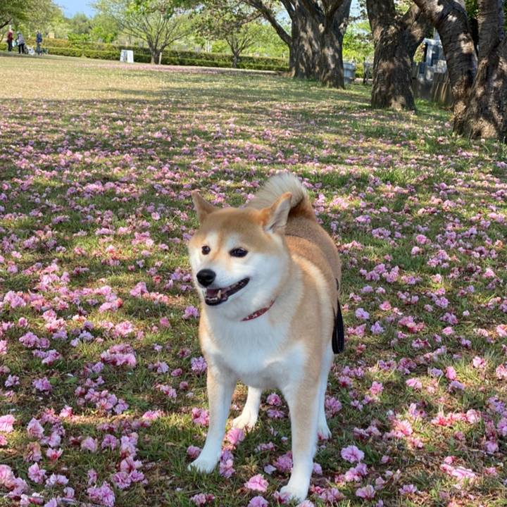 A10041c8 35e6 4dd1 9a0c 9fac4a137e8d 1588165831157