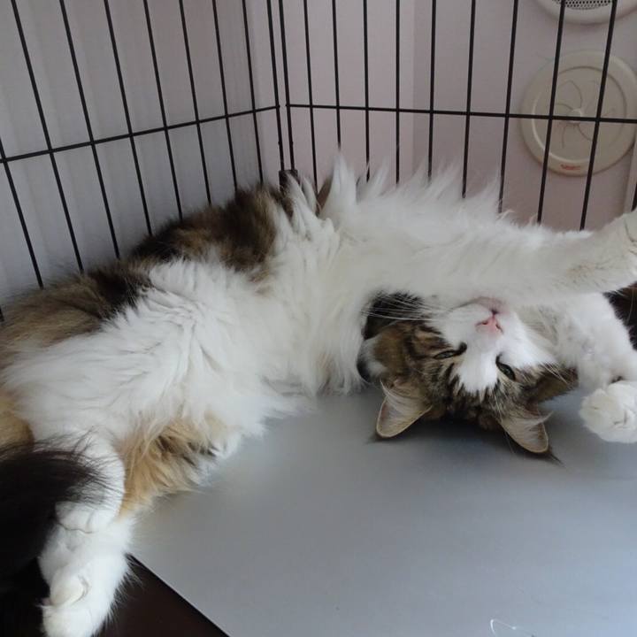 A1004ecc 55f1 4169 b2d3 8497eee5b51c 1535270523979