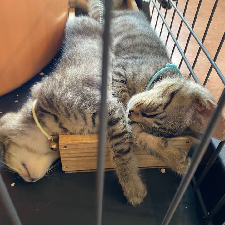 A1052595 cc3b 4baa 8626 cbdb254b9cd0 1720585888422