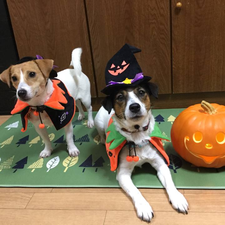 A1061ba6 a2f3 496d b7d8 9e7d0d642d20 1509447228715