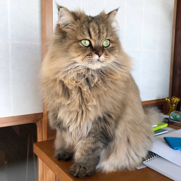 A1061f93 ae1f 4b54 b819 5c0b8e996f59 1573614616476