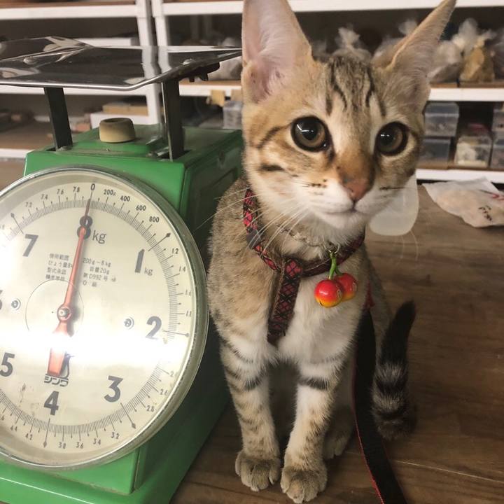 A1079ff4 ec74 4a47 86cd 2cd6f46a2ba3 1578354384333