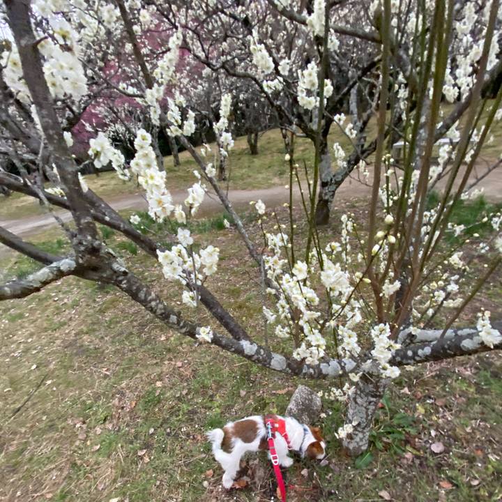 A108af81 9db4 40b8 a802 04147115e08b 1741434073209