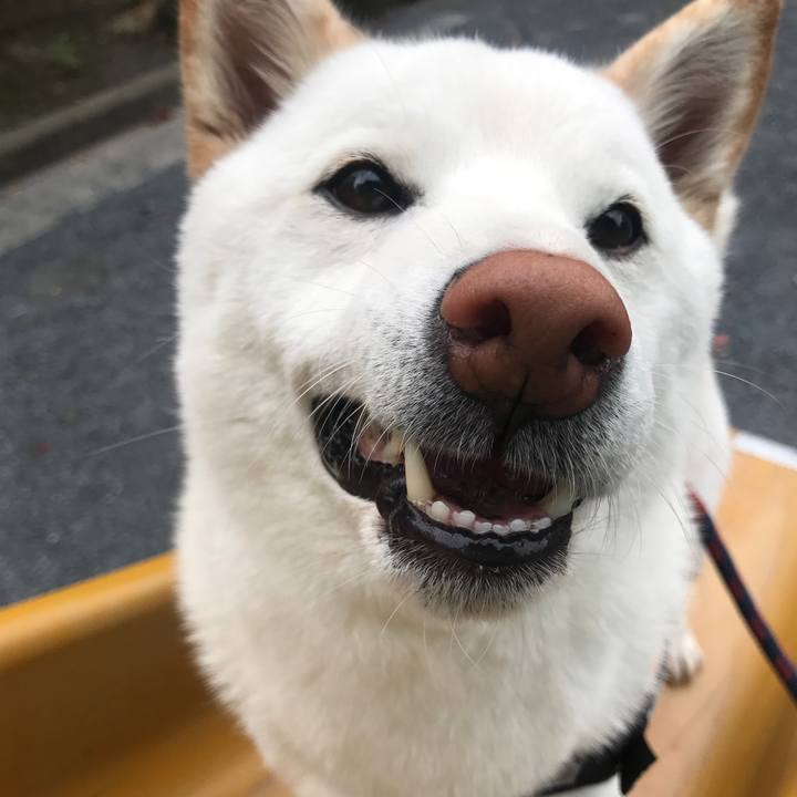 A108b0a5 3f72 4d62 8766 4e81ca784c4e 1527465279090