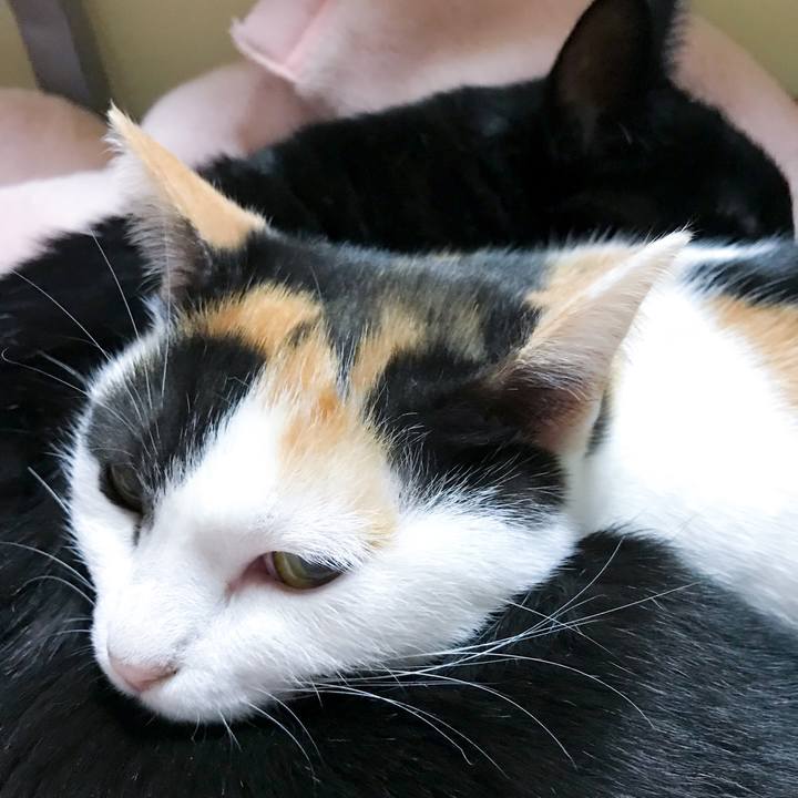 A10bafe3 728e 43d5 bd6d 1433f16282e2 1513522126372