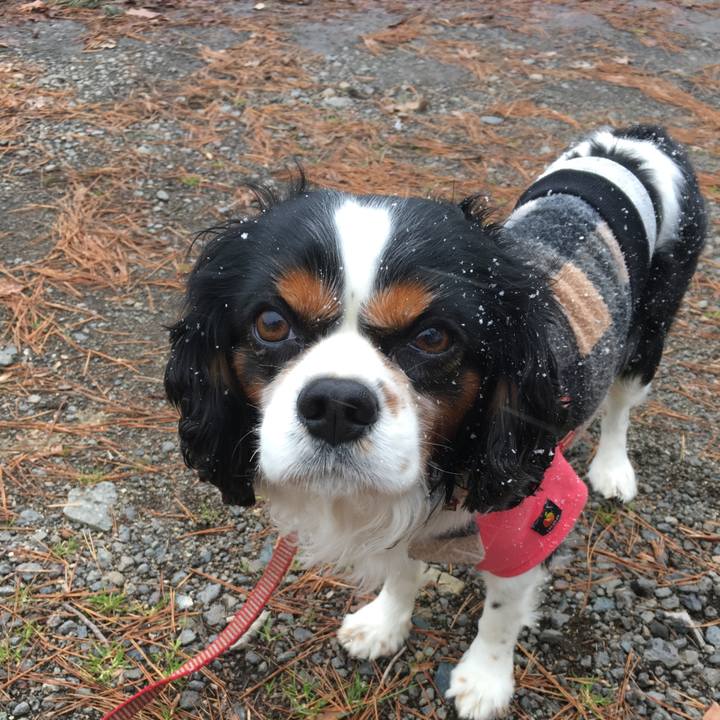 A10dedc7 1e21 432e 8f4a 18bfdc11298d 1511060758992