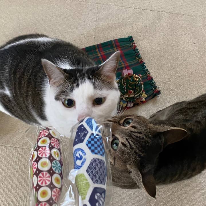 A10f0c6b 34bd 41c9 914b 06c0a9ebc5c9 1766635437854